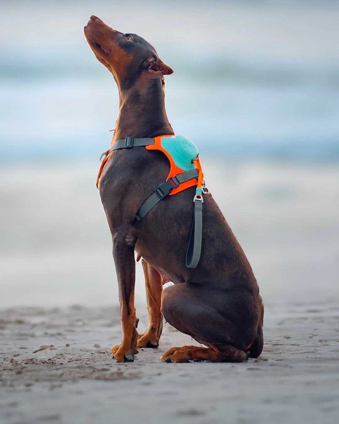 All-in-One Dog Harness & Retractable Leash